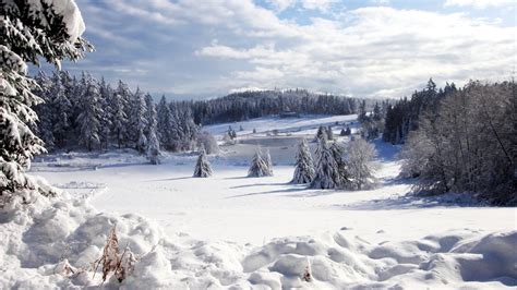 Beautiful Winter Forest Wallpapers And Images Wallpapers