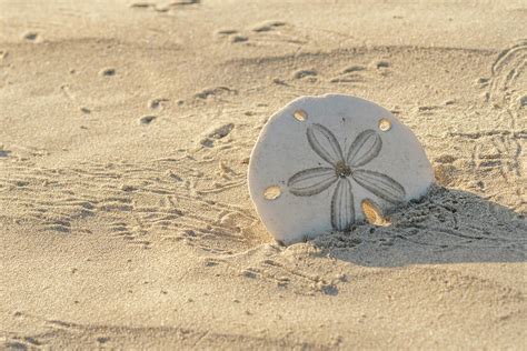 Sand Dollar On Baja Beach Photograph By Kirk Hewlett Fine Art America