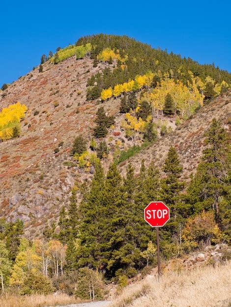 Premium Photo Yellow Aspens In Autumn Colorado