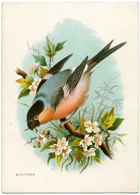 14 Ephemera Bird And Poem Cards The Graphics Fairy