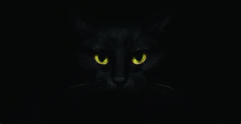 The black cat study guide contains a biography of edgar allan poe, literature essays, quiz questions, major themes, characters, and a full summary and the black cat essays are academic essays for citation. Why did edgar allan poe write the black cat. 9 Mournful ...