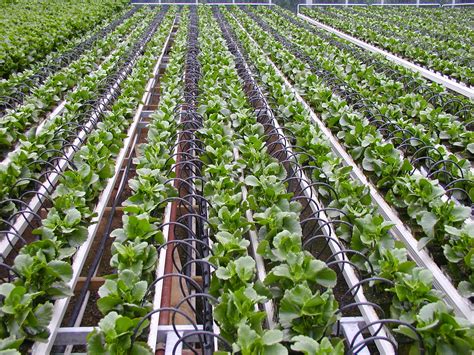 Check spelling or type a new query. Increasing Crop Production By Using Drip Irrigation System ...
