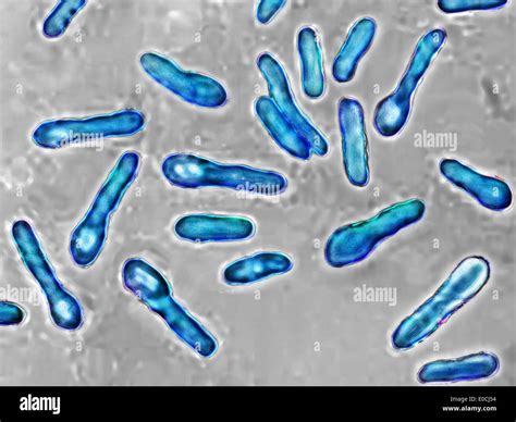 Clostridium Botulinum Stockfotografie Alamy