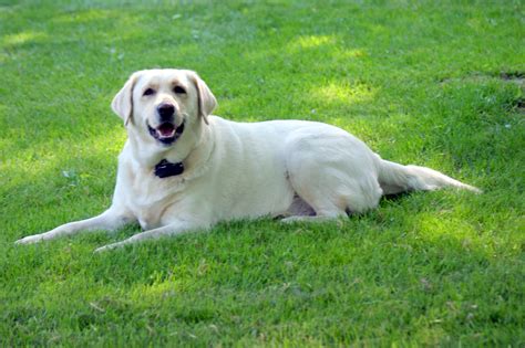 Maybe you would like to learn more about one of these? Maplewood Labradors: First Baby Pictures and Proud Parents ...