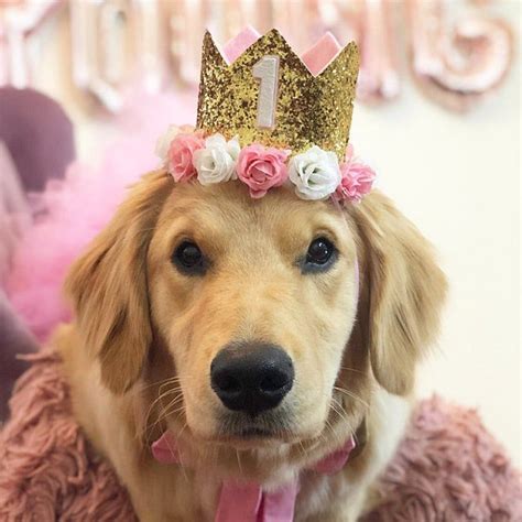Custom Pet Birthday Crown Dog Crown Large Dog Birthday Party Hat