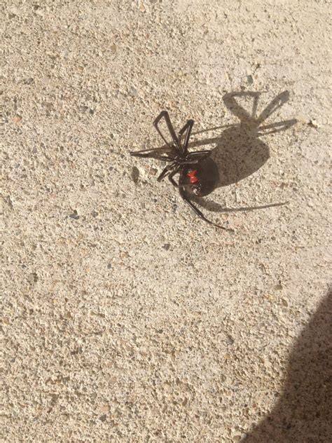 4045 nelson avenue suite b concord, ca 94520 abd. Bugs Be Gone Pest Control Service - 34 Reviews - Pest ...