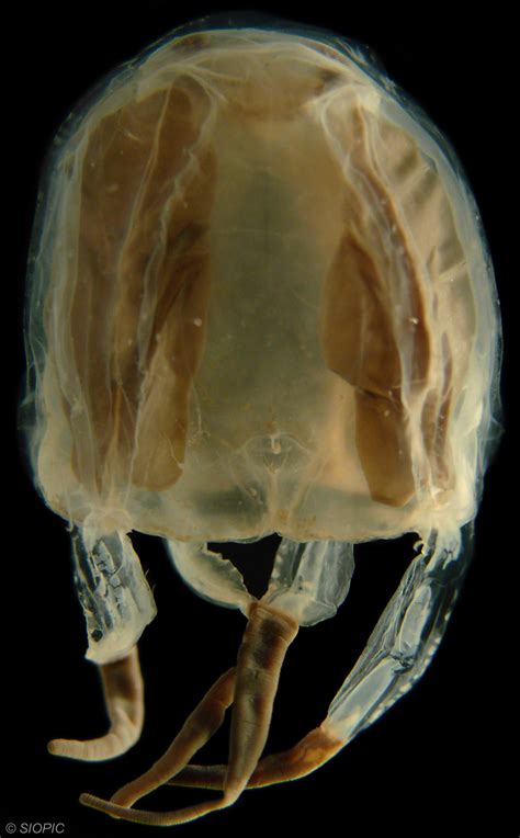 Carybdea Rastoni Zooplankton Guide