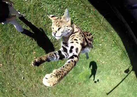 Amazing Animal Video Watch A Serval Jump Really Really High