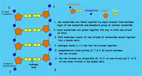 Which pair of nitrogen bases will form a bond in a dna molecule? bonds in dna - Google Search | Covalent bonding, Dna ...