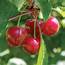 Canadian Red Cherry Box 5kg — MomoBud