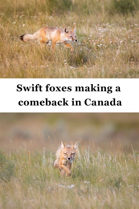 Swift Foxes Making A Comeback In Canada Swift Fox Fox
