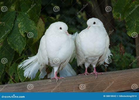 Two White Doves Stock Photo Image 58818042