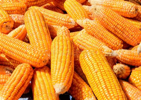 Pile Of Corn Stock Image Image Of Farm Maize Away 45853223
