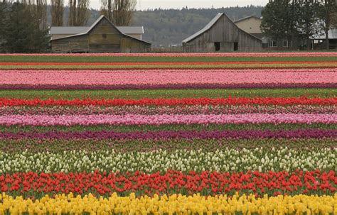 Skagit Valley Tulip Festival April 1 30th Skagit Valley Tulip