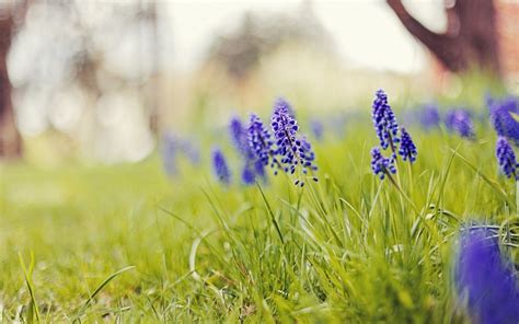 I love how real these flowers look! Hyacinth Flowers Grass Nature wallpaper | 1680x1050 | #23173