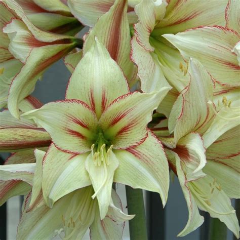 Green picasso base waxed amaryllis flower bulb with stand, no water needed. Amaryllis Dutch 'Magic Green' - Ruigrok Flowerbulbs