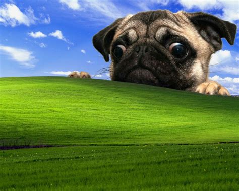 Fawn Pug And Microsoft Windows Field Wallpaper Windows Xp Dog