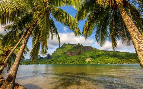 Nature Landscape Sky Island Bora Bora Palm Trees Sea Bay