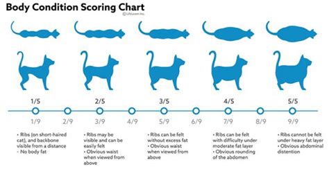 How Fast Do Kittens Grow Petschoolclassroom