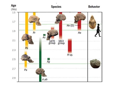 O Desenvolvimento Dos Grupos Humanos Ao Longo Dos Tempos