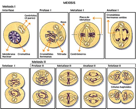 Quais São As Fases Da Meiose E Suas Características Mundo Ecologia
