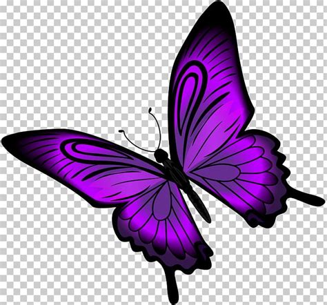 Purple Butterfly Png Clipart Brush Footed Butterfly Butterflies