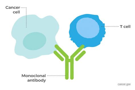 How Do Monoclonal Antibodies Work Against Cancer Someone Somewhere