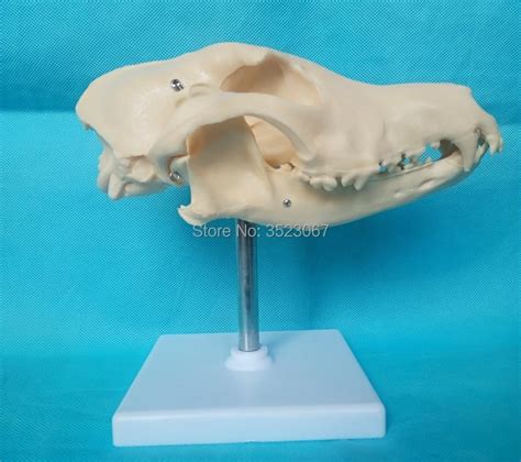 Anatomical Medical Traumatic Canine Pathology Jaw Model Jaw Model Dog
