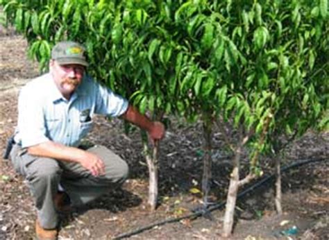For years, most of the information about growing fruit came from commercial orchard culture: Backyard Orchard Culture, High Density Planting