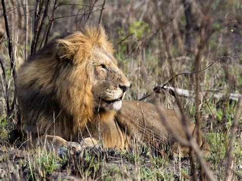 Ip addresses, server locations, dns resource records, ip and domain whois. Suspected poacher 'eaten by lions' in South Africa close to Kruger National Park | The Courier-Mail