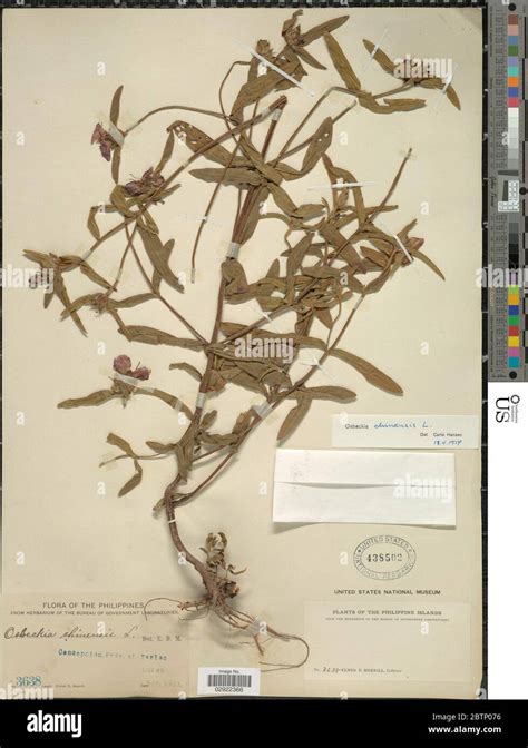 Osbeckia Chinensis L Stock Photo Alamy