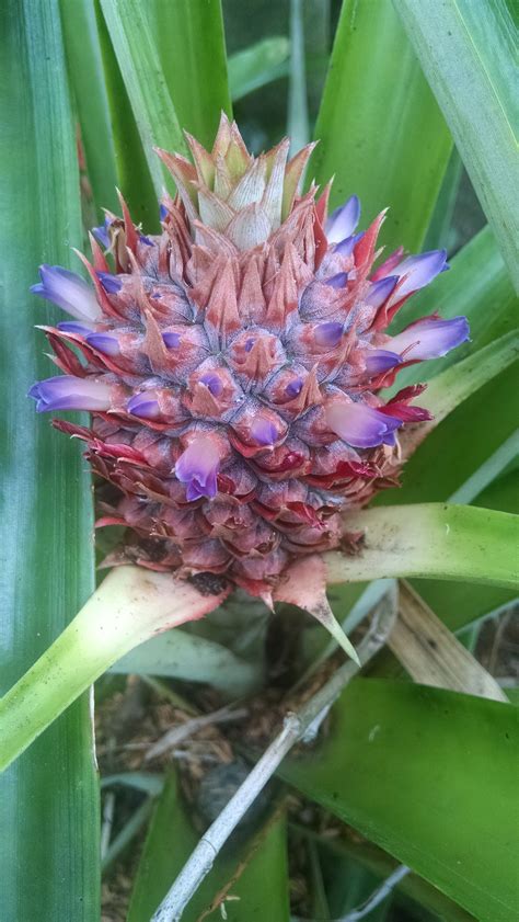 A Pineapple In Bloom Ananas Comosus All About Plants Bloom