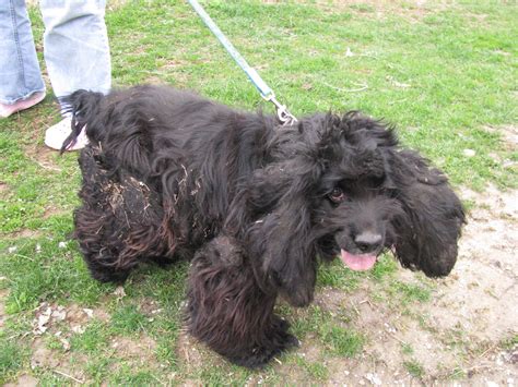 We are blessed to have a spacious property where we are able to provide large housing for all of. Neglected Cocker Spaniels Need Your Help - A.A.R.F. - All ...