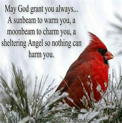 Cardinals Are Gods Messengers Toojust Like Angels Bird Quotes