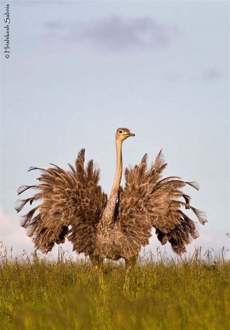 Ostrich Ostriches South African Animals Desert Animals