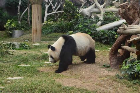 Macao Giant Panda Pavilion, Timings, Entry Fees
