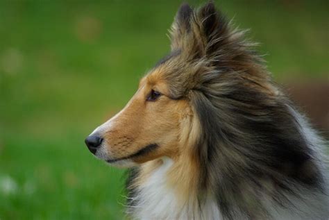 Shetland Sheepdog Lassie Muffin Dan Earles Flickr