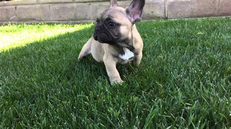 What should you name your adorable french bulldog? Male Fawn French Bulldog Puppy - YouTube
