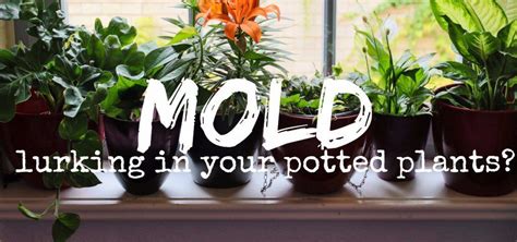 Through evolution these special plants have adapted ways to cacti are photosynthetic just like other plants; How to Get Rid of White, Fuzzy, Moldy Potting Soil ...