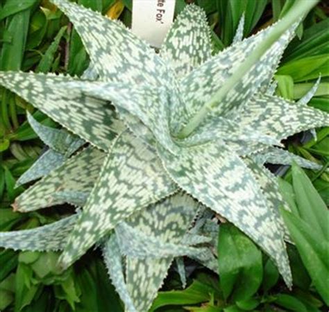 We went to the aloe vera spa near our hotel and had a good experience overall, clean place, good massage, good aromatherapy oils and nice coconut. ALOE 'White Fox' 9cm - Evergreens - Turn It Tropical