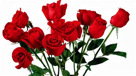 Wallpaper Android Iphone Wallpaper Bunga Mawar Merah