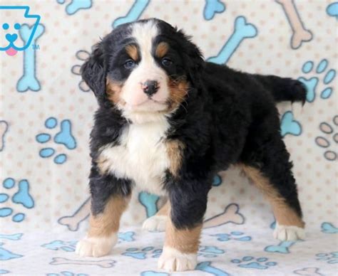 Bernese Mountain Dog Puppies For Sale Puppy Adoption Keystone Puppies