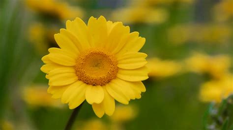 Free Photo Yellow Daisies Daisy Flower Fragrance Free Download