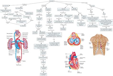 Fisiología Básica Y Médica Mapa Conceptual De Generalidades De Corazón