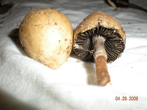 Help Id Please Utah Shrooms Mushroom Hunting And Identification
