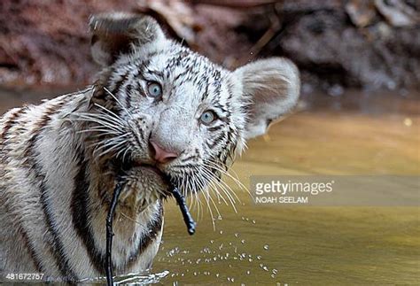 Indian White Tiger At Nehru Zoological Park At Hyderabad Photos And