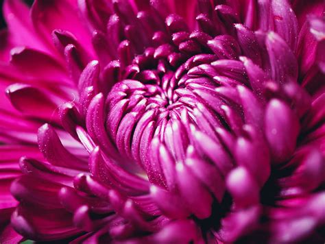 Chrysanthemum Flower Petals Macro Purple Hd Wallpaper Peakpx