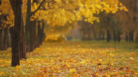 Dream Autumn Leaves In The Breeze Free Download