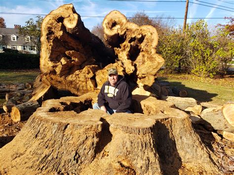 Tree Stump Removal Delaware Oh James Tree Service