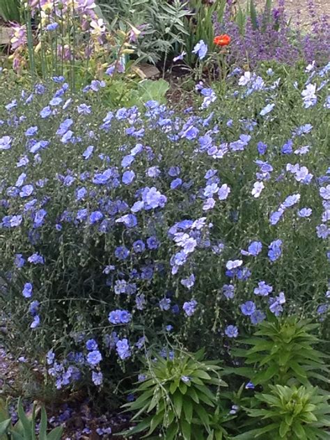 Beautiful Blue Flax In Bloom Flax Flowers Flower Meanings Flowers